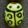 Lady Bug - Dots Small - Image 2